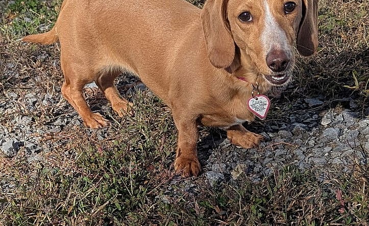 Cara in WI - Dachshund