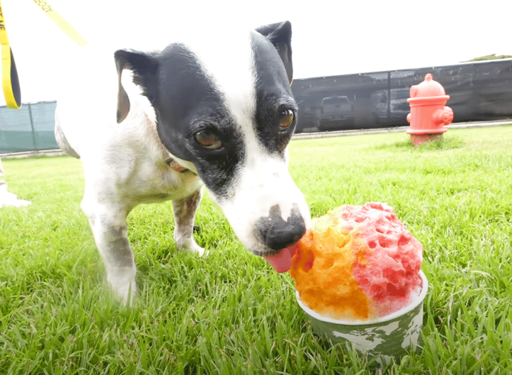 Shaved Ice for Shelter Dogs in Hawaii