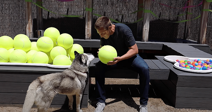 Homeless Dogs Adoption