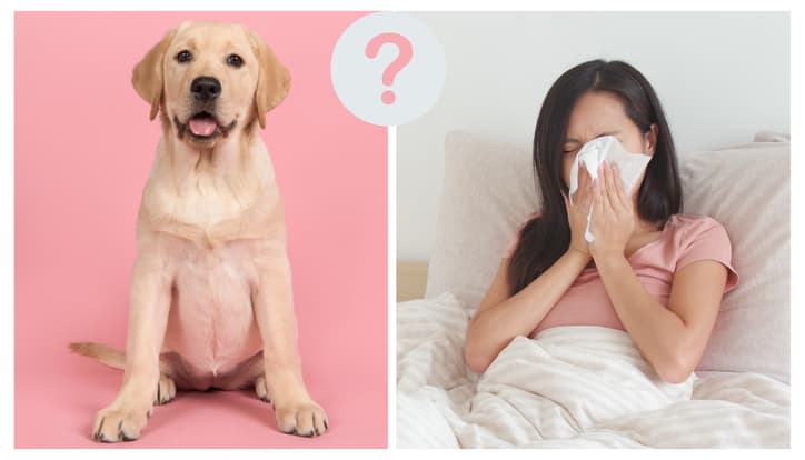 Are Labrador Retrievers Hypoallergenic?