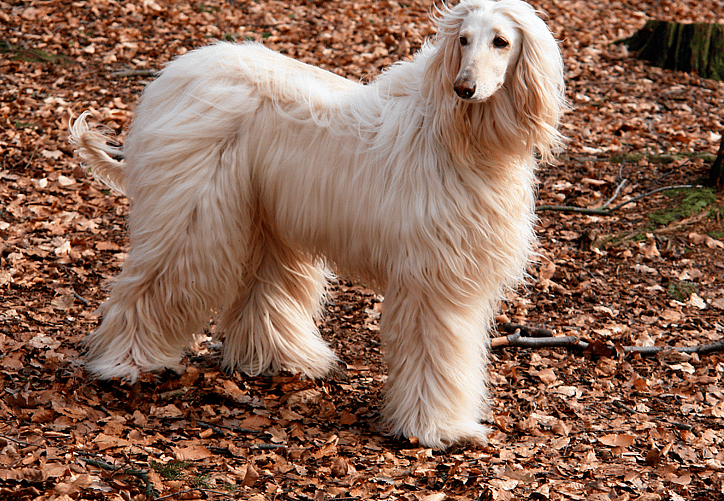 Ancient Dog Breeds - Afghan Hound