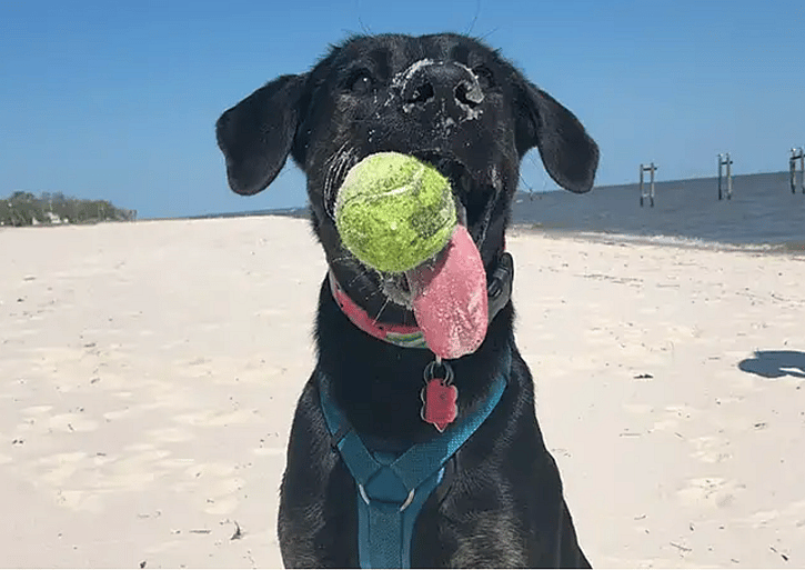 Dog Sets World Record for Longest Tongue on a Living Canine