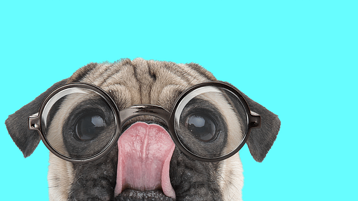 Dog Names Starting with B