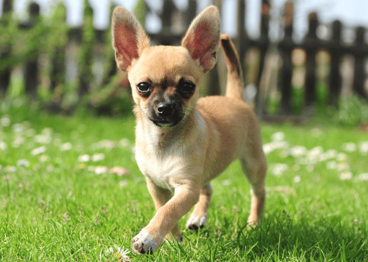 Chihuahua celebrating National Chihuahua Day