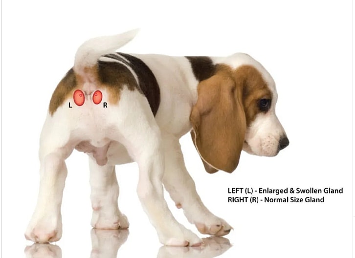 Dog Dragging His Bum Along the Floor