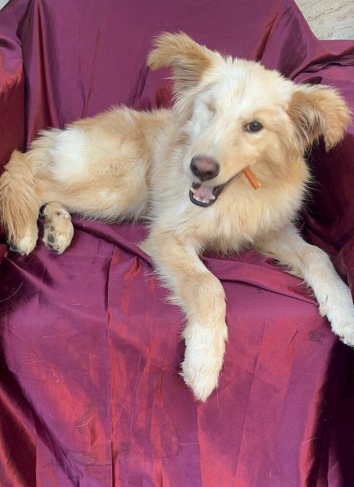 Chiko (Middle East) hz