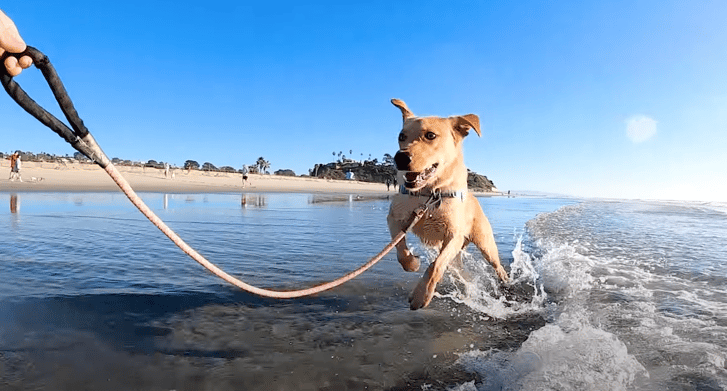 Why Won't Anyone Adopt This Retriever?