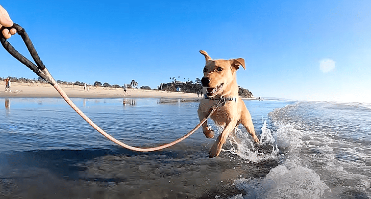 Why Won't Anyone Adopt This Retriever?