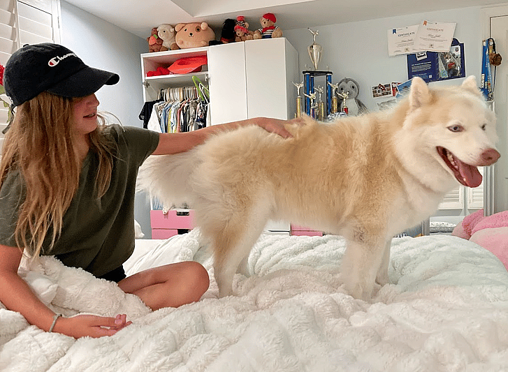a full grown pomsky can be between 25-45 pounds