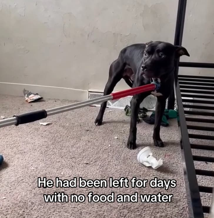 Dog Abandoned in Filthy Apartment Without Food or Water Yearns for a Forever Home