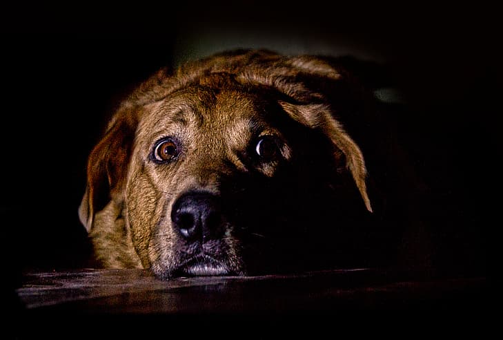 Hippie dog names: Stoner Dog 