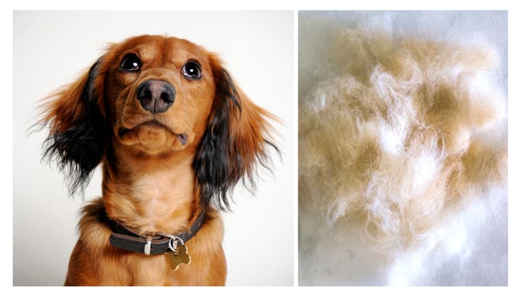 Do Dachshunds Shed