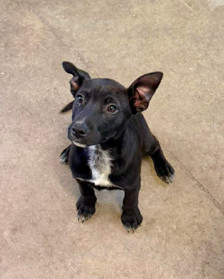 Stetson Boone - Australian Cattle Dog/Blue Heeler