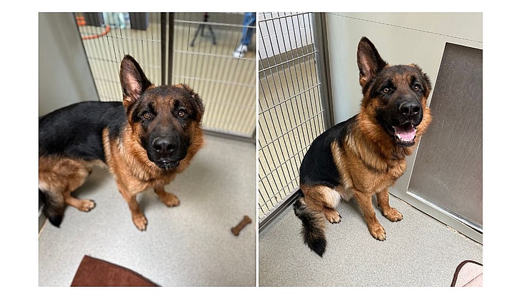 Sitting With Dogs - One-Eared German Shepherd