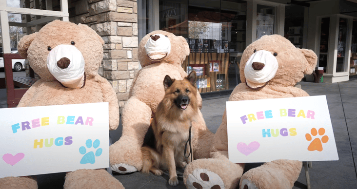 Chained Up German Shepherd