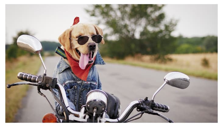gangster dog