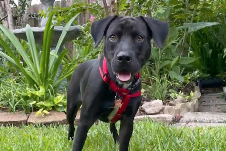 The dog who was by 84-Year-Old Missing Woman side