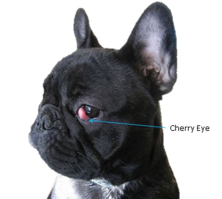 French Bulldog’s Lifespan