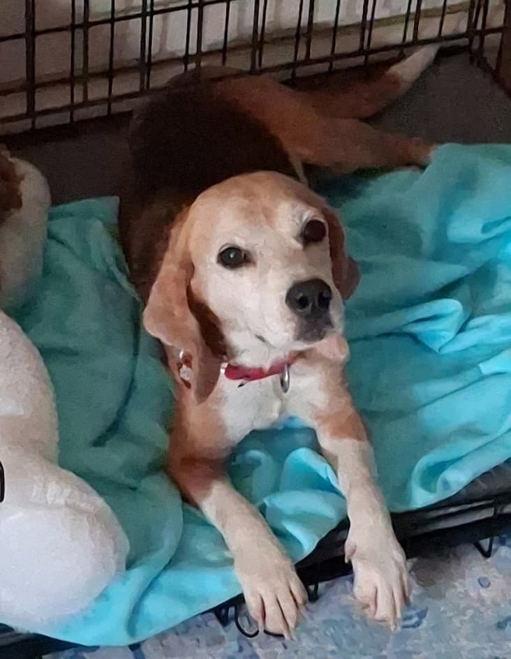 Bootsie - Beagle