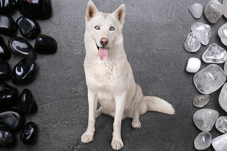 Crystal Names for Dogs