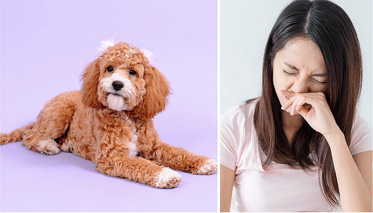 Why Get a Doodle When You Could Get a Poodle Instead