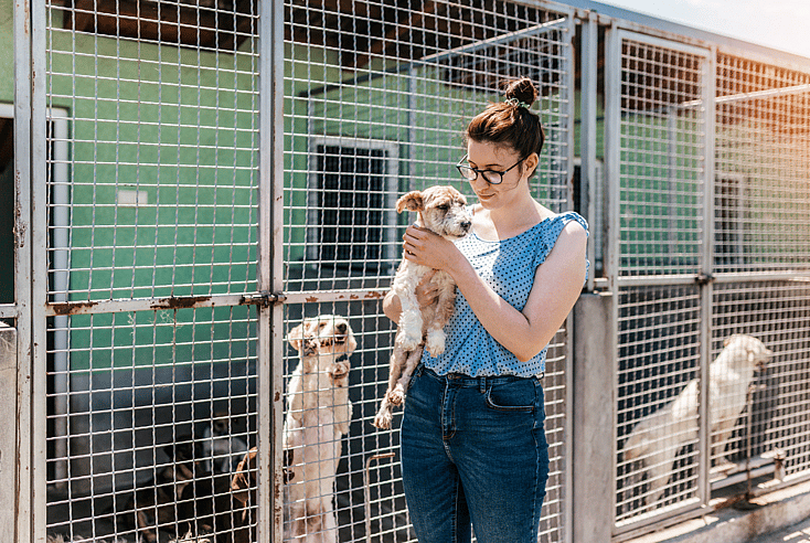Dog adoption