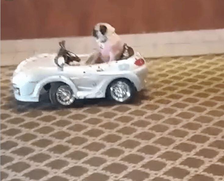 Pug rescue