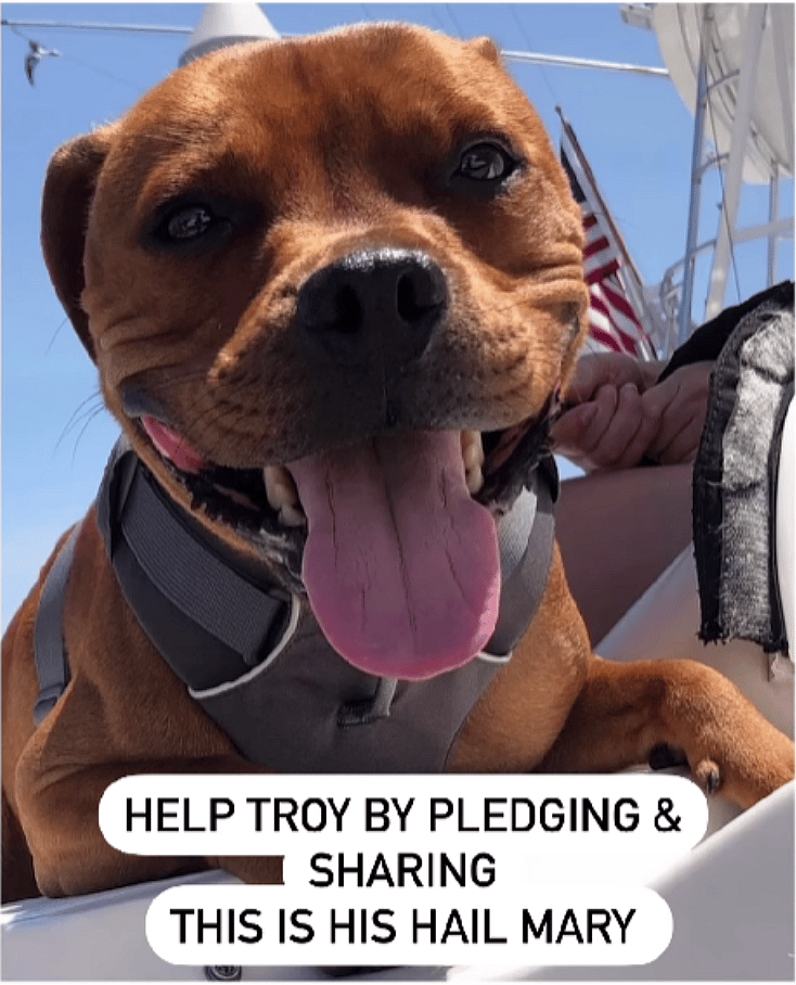 Terrier’s Signs of Aggression Put Him in Danger—Urgent Plea To Help!