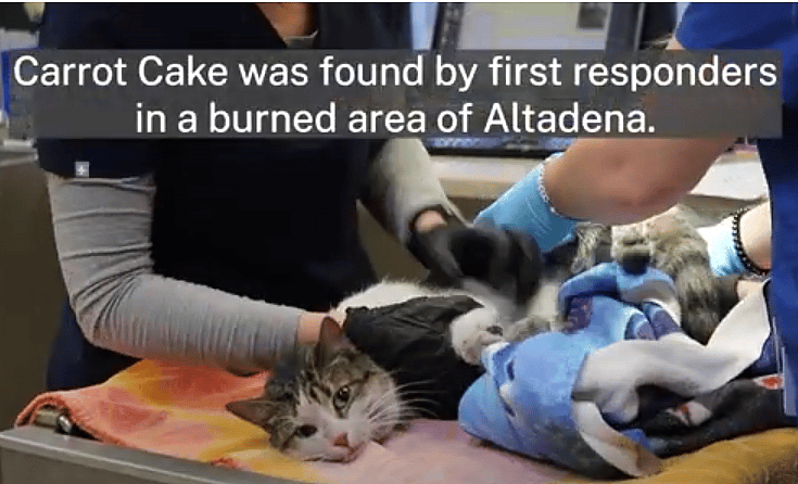 Altadena Man Cries With Joy After Reuniting With Cat Who Went Missing During LA Wildfires