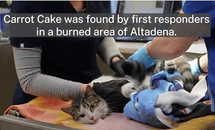 Altadena Man Cries With Joy After Reuniting With Cat Who Went Missing During LA Wildfires 