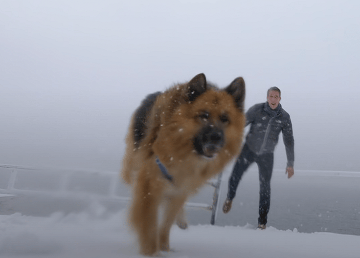 Chained Up German Shepherd