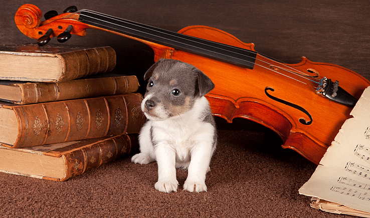 Classical music dog name