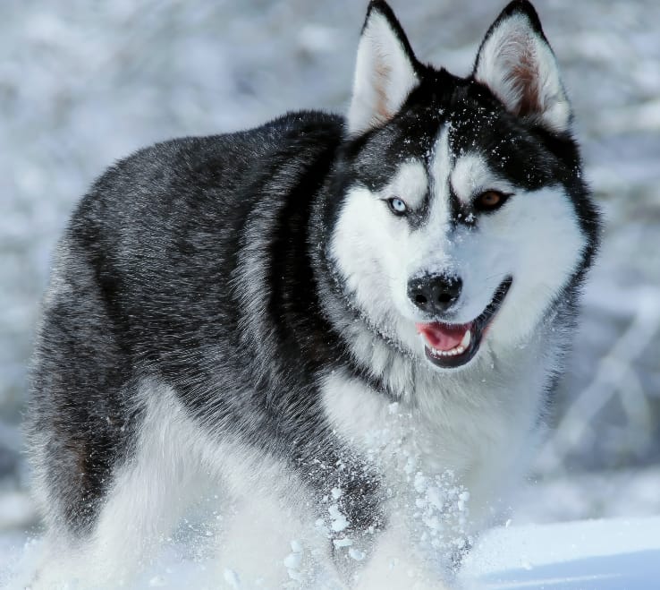 Snow Dog Breeds: Discover the Best Winter Companions