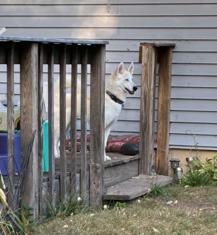 Elsa 25 - Husky