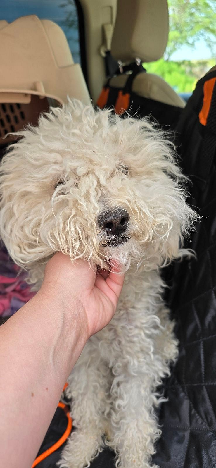 Ramen - Poodle (Miniature)