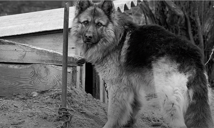 Chained Up German Shepherd