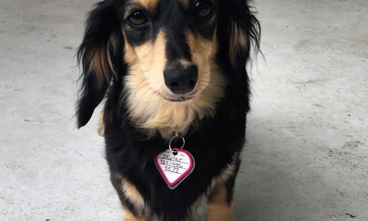 Skylar in TN - Dachshund