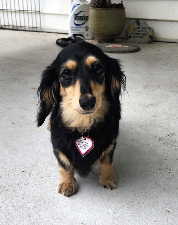 Skylar in TN - Dachshund