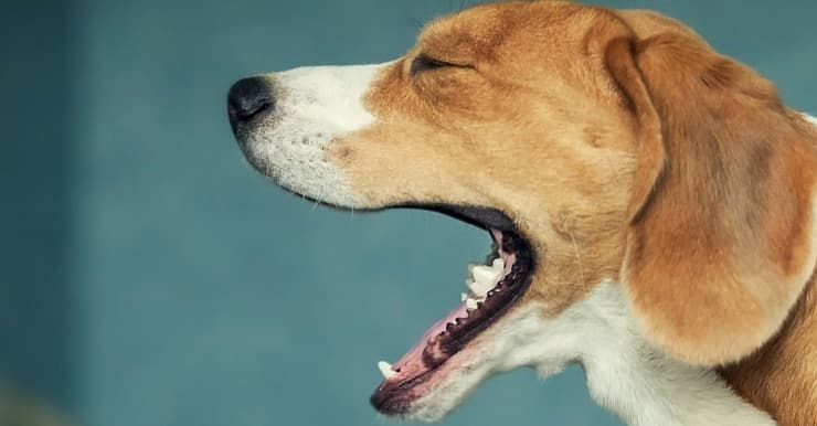 Dog experiencing Kennel Cough