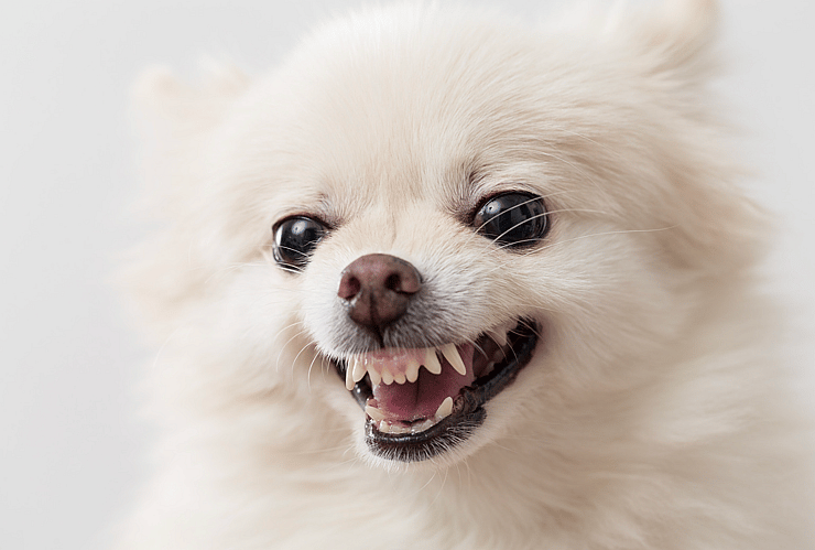 badass dog names - white chihuahua