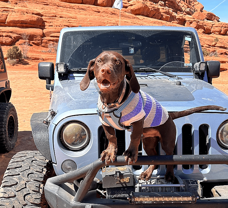 Dwarfism In Dogs