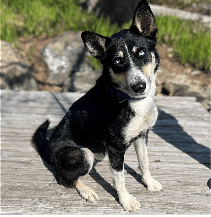 Dog Rescue and up for adoption: She's Just A Baby Herself, But This Husky Hero Kept Her 7 Pups Safe After Being Dumped in a Park