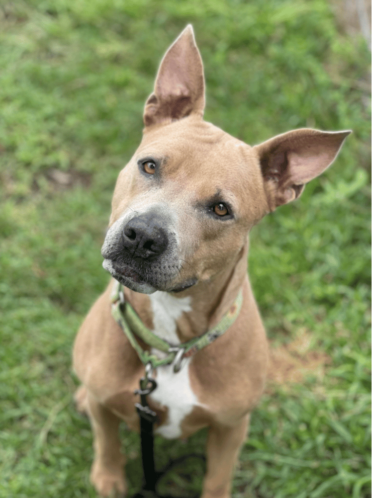 Bessie up for Adoption