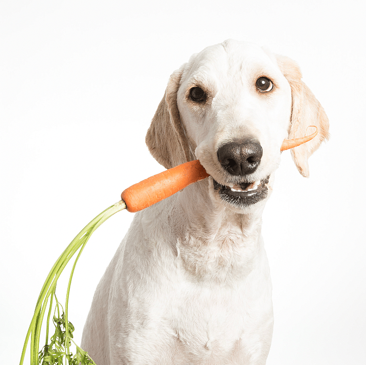 Can Dogs Eat Carrots?