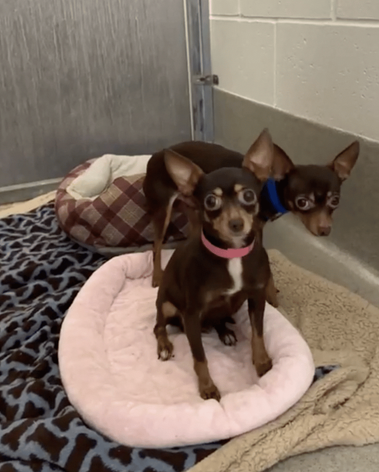 Sitting with dogs - bonded pair