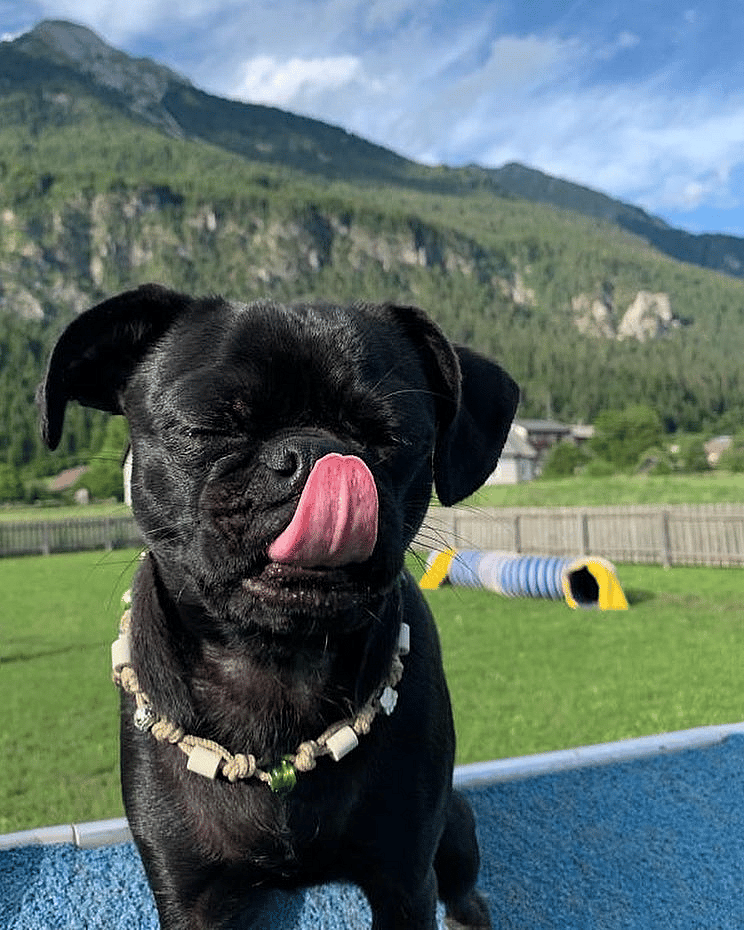 Zula the retro pug