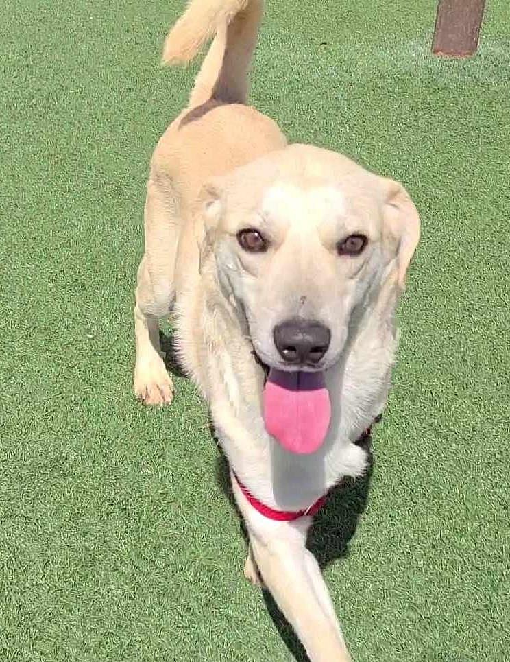 Found stray: Jackson