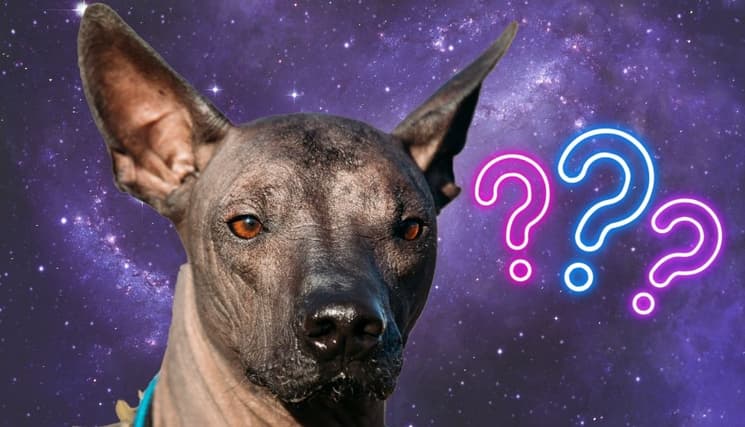 Mexican Dog Breeds