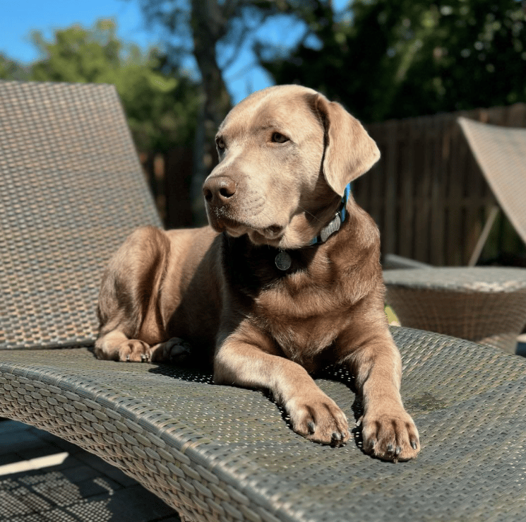 Silver Labrador