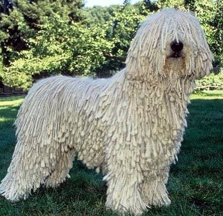 Komondor Dog